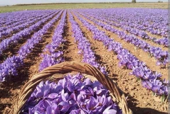 زعفران در سبد مسئولیت اجتماعی فولاد مبارکه!
